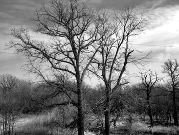 Bare trees against sky