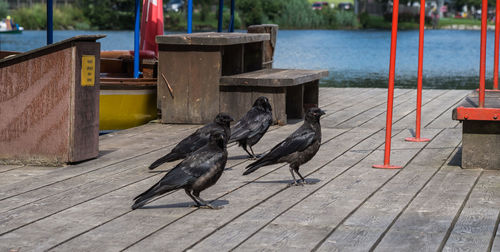 Birds perching on pier over lake
