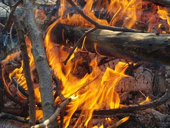 Close-up of fire on log