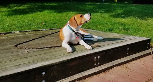 Dog standing in a park