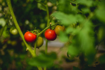 Close-up of cherries on tree