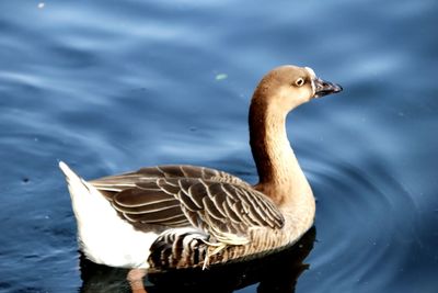 Close-up of duck swimming in lake