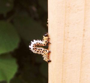 Close-up of bee on leaf