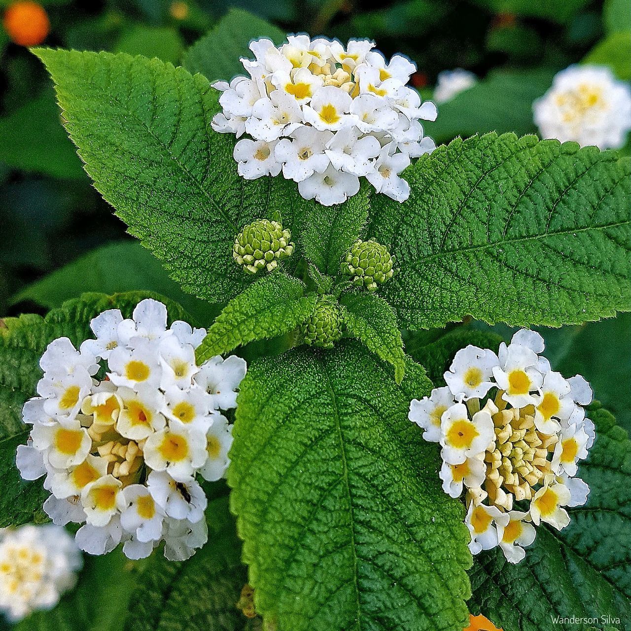 CLOSE-UP OF FRESH WHITE FLOWERS BLOOMING IN BLOOM