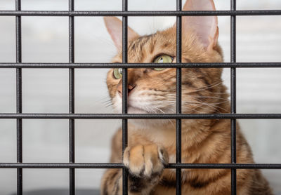 The muzzle of a sad red cat is visible through the bars of a pet shelter.