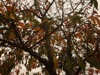 Low angle view of tree against sky