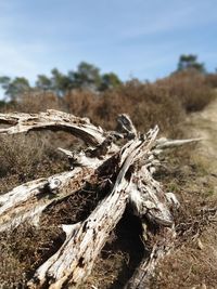 Close-up of driftwood on field against sky