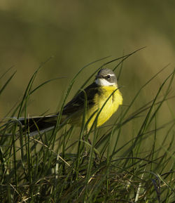 Close-up of bird perching on leaf