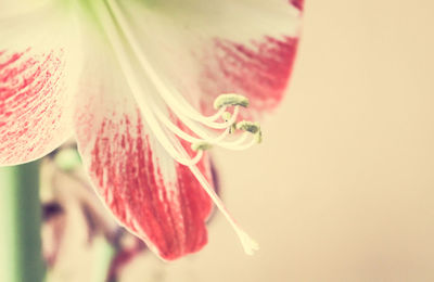 Close-up of pink flower