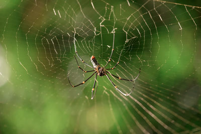 Close-up of spider on web