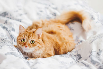 Cute ginger cat is lying in bed. fluffy pet on linen in bedroom. cozy home with domestic animal.