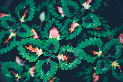 Full frame shot of leaves