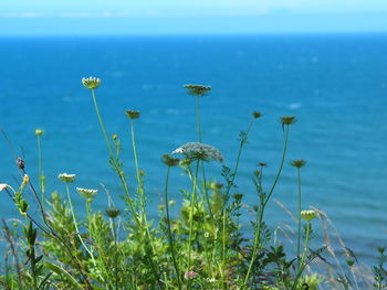 Close-up of flowering plant against blue sea