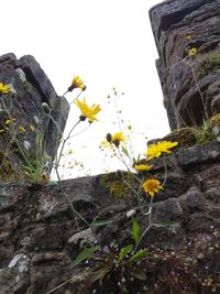 Close-up of yellow flowers blooming against clear sky