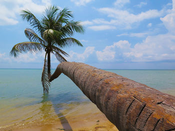 Palm tree by sea against sky