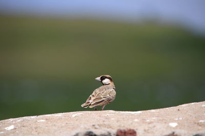 Close-up of bird perching on rock