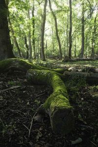 Trees growing in forest