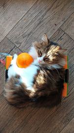 High angle view of cat resting on wooden floor