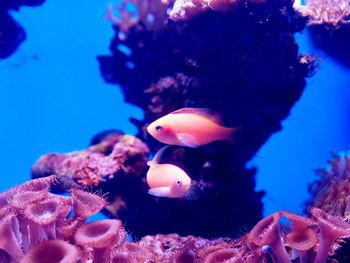Close-up of fish underwater