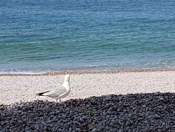 High angle view of seagull on beach