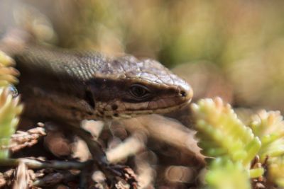 Close-up of frog