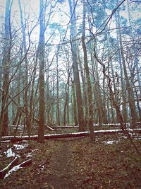 Bare trees in forest