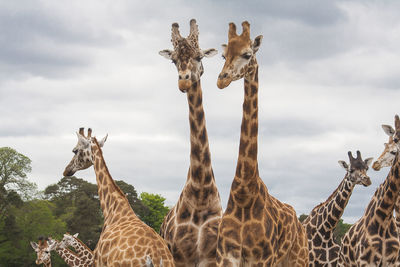 Panoramic view of giraffe against sky