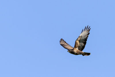 Low angle view of eagle flying against clear blue sky