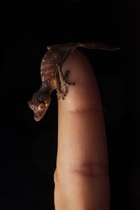 Uroplatus phantasticus: gecko from madagascar over dark background on a human finger