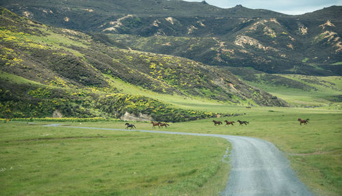 Scenic view of landscape