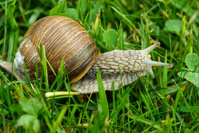 Close-up of snail on grass