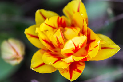 Close-up of yellow flowering plant