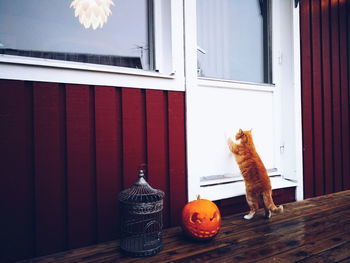 Cat in front of building