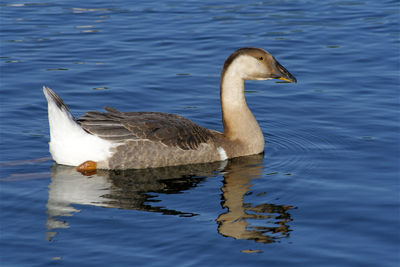 Duck swimming in lake