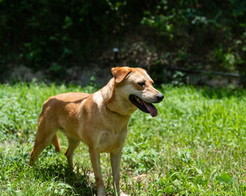 View of a dog looking away on field