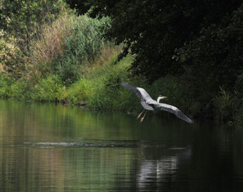 Bird flying over lake