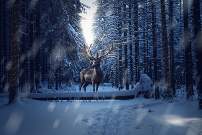 View of deer on snow covered field