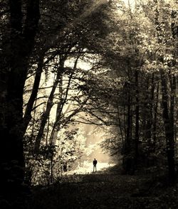 Trees in forest