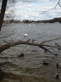 Seagulls flying over lake