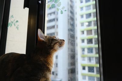 Cat looking through window at home