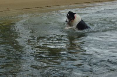 Dog in water