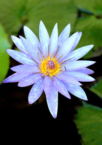 Close-up of purple flower