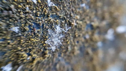 Close-up of crocodile in water