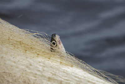 Close-up of lizard on wood