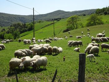 Flock of sheep on grassy field