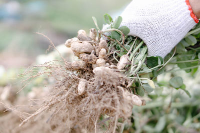 Close-up of white flowering plant