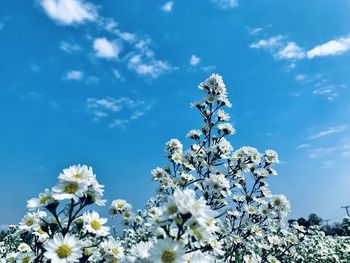 Low angle view of white flowering plant against blue sky
