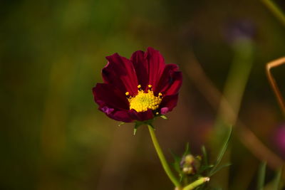 Close-up of flowers