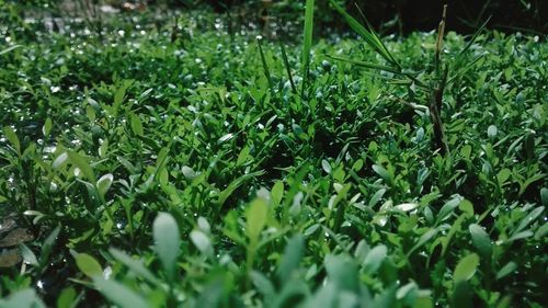 Plants growing on a hill