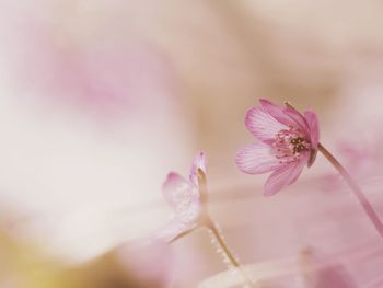 Close-up of pink flowers